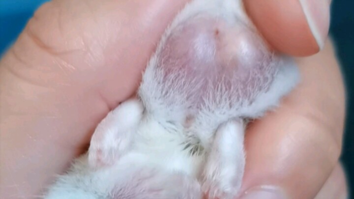 ลิ้นจี่นี่เก็บได้แล้ว!!!