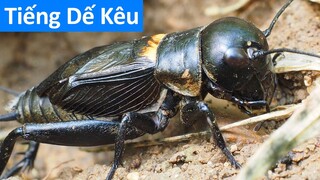 Tiếng dế kêu - nghe tiếng con dế kêu hay nhất