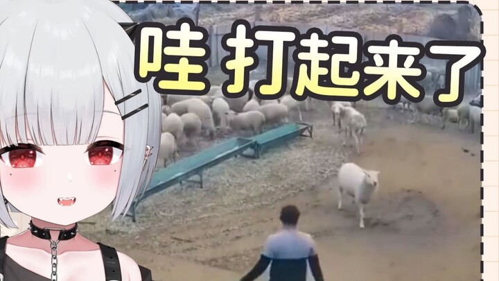 Con ma bé nhỏ độc ác theo dõi trận chiến giữa người và cừu, đỉnh cao sức chiến đấu của đàn cừu đầu đ