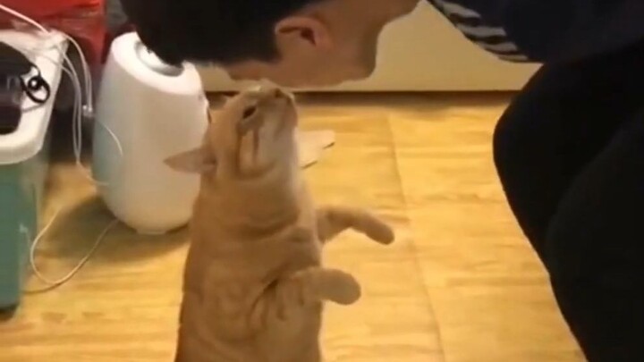 Tôi cũng muốn có một chú mèo cam mập yêu đời thế này! Một bé mèo cam thích hôn hít với chủ nhân.