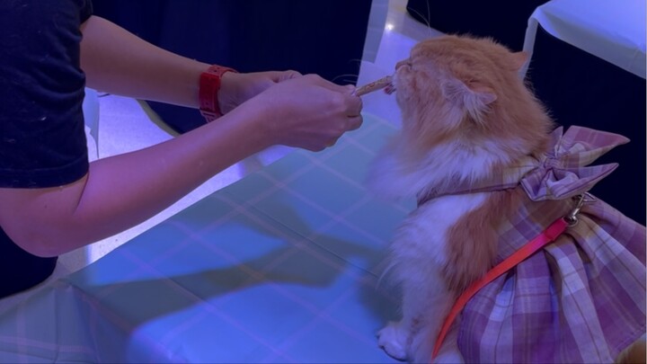 น้องกินไวมาก จนคว้าแชมป์ที่1#ขนุนขนมแมวเลีย