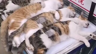 مركز إصلاح القطط والكلاب