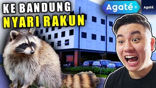 GUA KE KANTOR AGATE BUAT NYARI RAKUN!