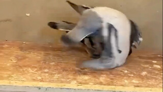 Outrageous Pigeon: Wrestling by Stepping on the Back