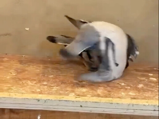 Outrageous Pigeon: Wrestling by Stepping on the Back