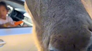 กับดักมรณะ ฉันมาแล้ว!