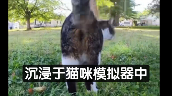 Immersed in the Cat Simulator