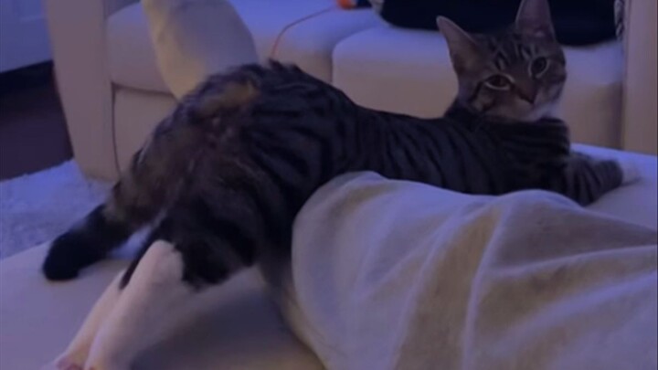 Chỉ thích mấy con mèo bệnh này thôi hahaha.