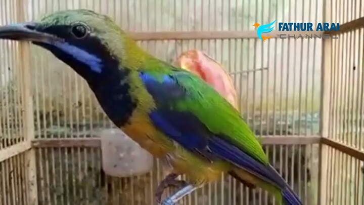 Kicau Tembakan Burung Cucak Cungkok Bukan Jungkook Ya...