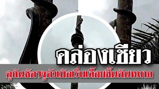 @Awesome Videos กุผู้คิดผิดว่า เวลาเจองูวิ่งขึ้นต้นไม้ แล้วจะปลอดภัย