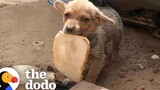 ลูกสุนัขข้างถนนได้รับการช่วยชีวิตด้วยขนมปังชิ้นหนึ่ง Dodo ตัวน้อยแต่ดุร้าย