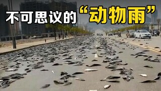 Hàng vạn con cá từ trên trời rơi xuống! Cơn mưa động vật khó tin này rốt cuộc đến từ đâu?
