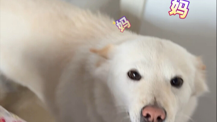 Went away for a day of boarding—and you can literally see how wronged I feel!