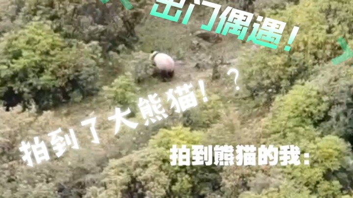 Encountered a wild giant panda in Liangshan, Sichuan—caught it on camera!