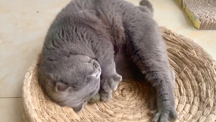 Cảnh tượng tu tiên trực tuyến quy mô lớn, toàn thân run rẩy [Catnip]