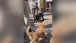 小哥的木偶狗已经操作得出神入化了，对面的小黑狗都难辨真假的程度！