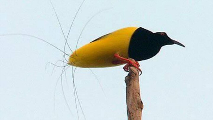 Tarian Kawin Burung Surga Dua Belas Garis