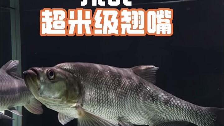 Ajin’s Ultimate Dream: Raising a Meter-Plus Bighead Carp in a Tank—We Did It! A Full Recap of the En