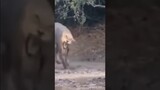 Snake Bites Lioness - Lioness In Pain After Snake Bite #youtubeshorts #viral #trending #shorts