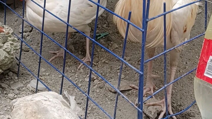 Breed white kelso biboyline