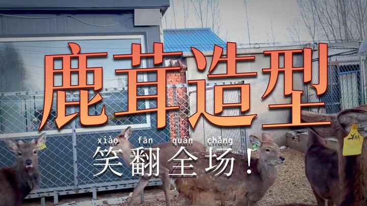 Let's talk about deer antler velvet today.