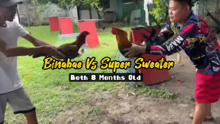 Binabae VS Super Sweater Stags