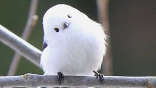 摇头晃脑杀