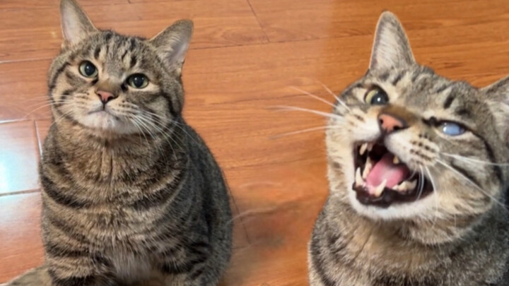 If you become too dependent on your kitten, you’re in for a world of trouble! Forcibly bringing the 