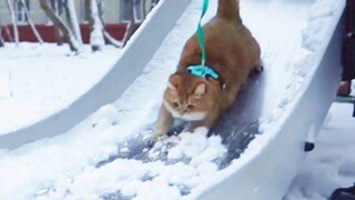 猫咪第一次玩雪滑梯，满脸高兴