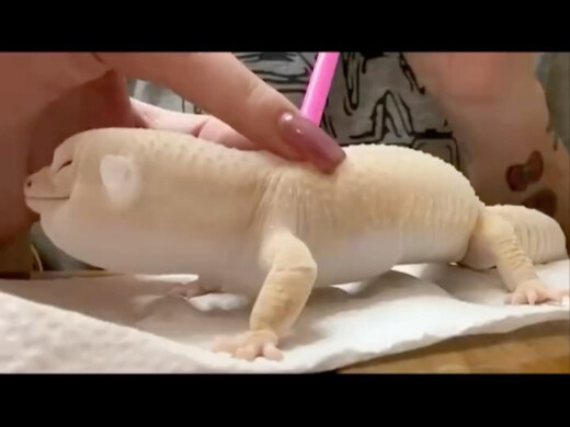 Gecko shedding its skin