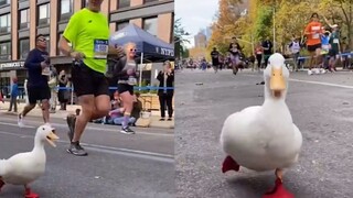 Lucu banget! Pelari bebek muncul di Maraton New York dan berlari kencang dengan sangat lucu.