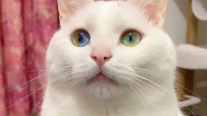 [Warning: Tearjerker] Could a four-eyed, heterochromatic cat really be a stray too?