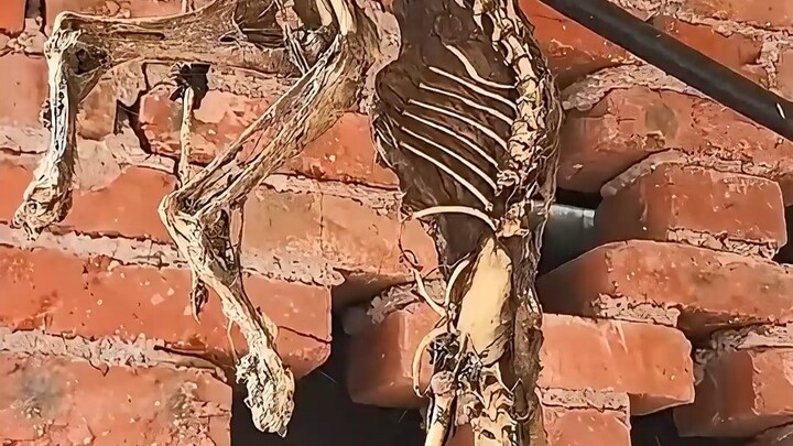 สัตว์เหล่านี้ยังมีทางรอดไหม?