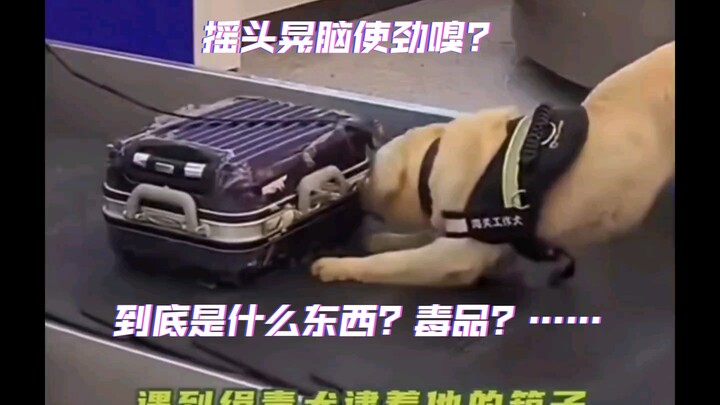 My suitcase got sniffed by a drug-detection dog—what am I hiding in there?