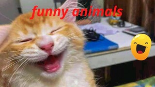 Funny Dog And Cat 😍😻😍 Funniest Animals #25