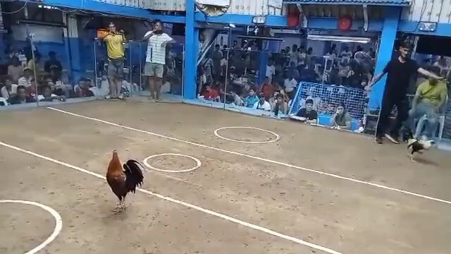 Champion Mandaluyong 2 stag/cock ulutan first fight. (Putol Tari) win