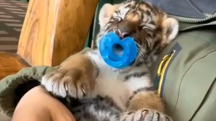 Seorang pria asing yang baru pulang ke rumah menyelamatkan seekor anak harimau, dan setelah besar ia