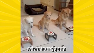 สัตว์เลี้ยงพื่อนขนปุย : เจ้าหมาแสนรู้สุดดื้อ