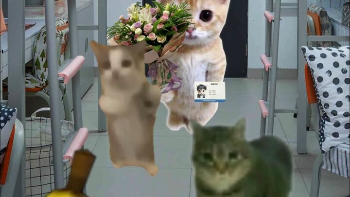 The Serendipitous Encounter Between Banana Cat and Her Meal Card