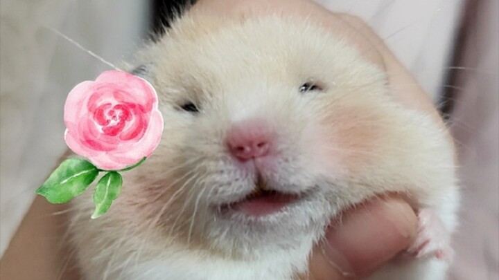 [Golden Hamster] Is it okay to casually pet a sleeping hamster?