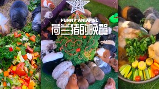 وجبة سلطة كبيرة لخنزير غينيا