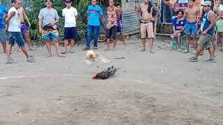 1 HIT DELETE!!!... manok ni Dokie.