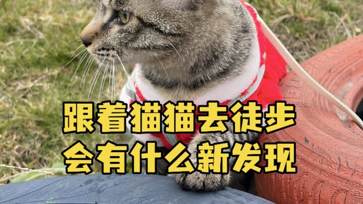 走大路本来要绕一个大弯才能到 猫猫带我们走了一条小路 路虽然不好走 但真的近了很多哈哈哈哈哈 #狸花猫 #遛猫 #中华狸花猫