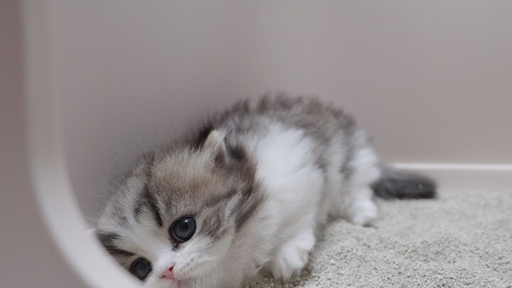 小奶猫吃太胖卡住肚肚，在猫砂盆里出不来了