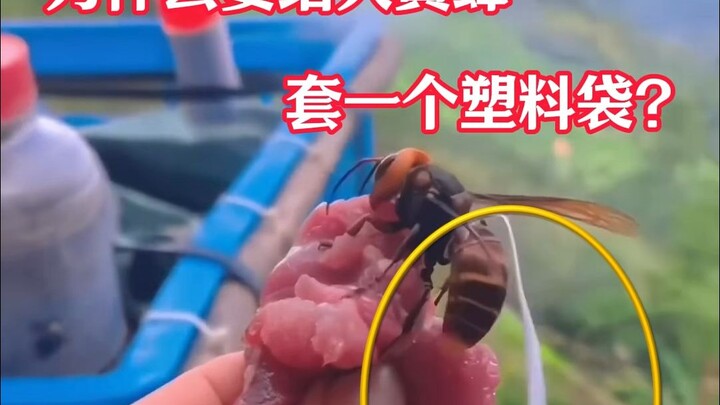 Episode 10 | Why put a plastic bag over the bumblebee?