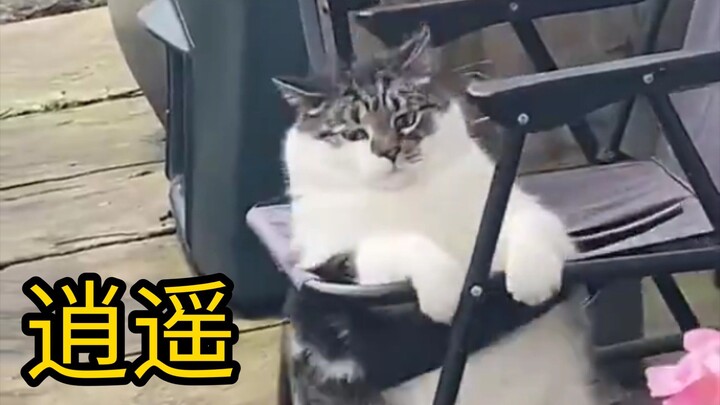 肥猫想逍遥一下……