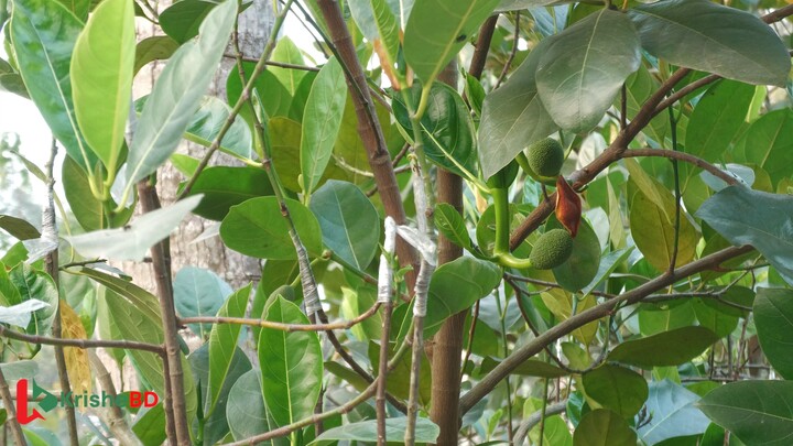 How to produce jackfruit seedlings । কিভাবে কাঁঠালের চারা উৎপাদন করা যায়