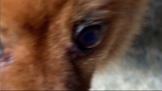 VID_20240826-PollysDog (4)