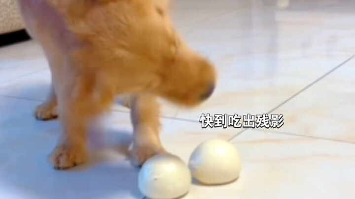 说不虐待，跟饿了四五天似的说虐待，这狗是日更总结：纯能吃🤪