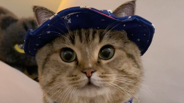 Masih akan memilih satu set, kucing kecil benar‑benar hebat, yey